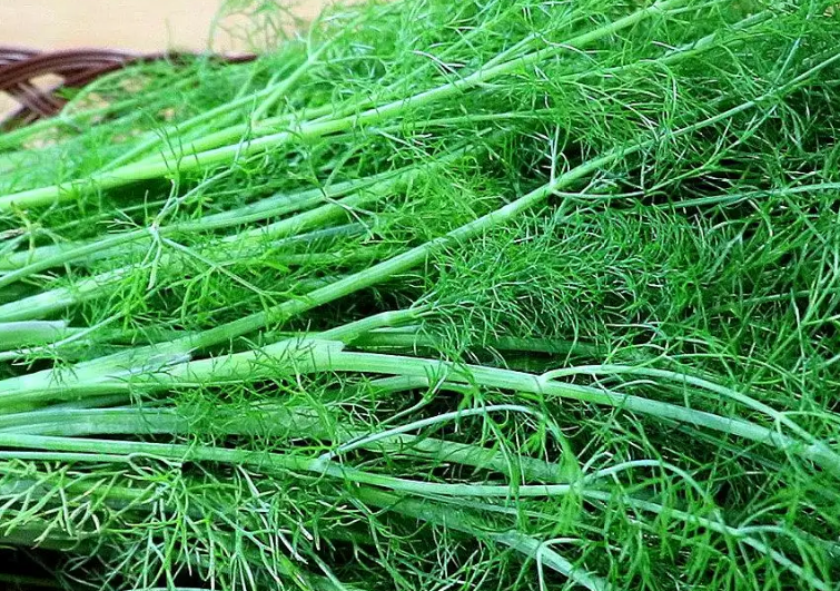 餃子機為什么做不了茴香餡的餃子？